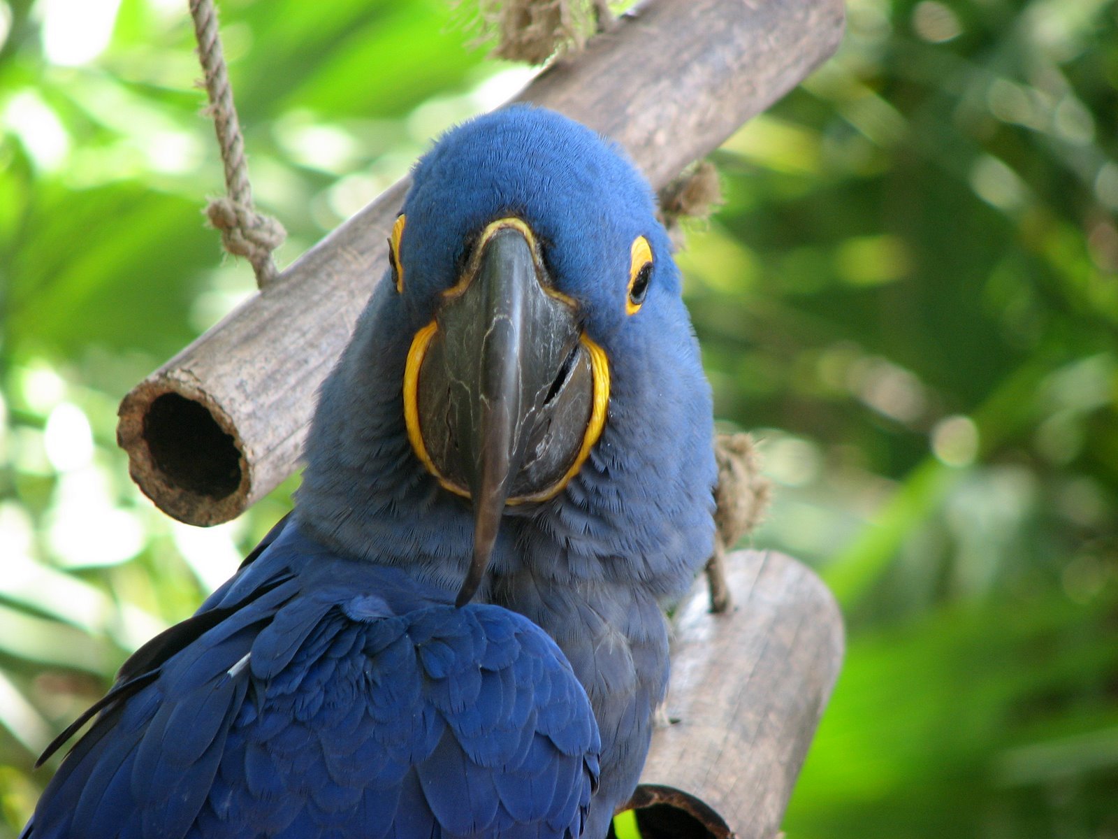 Hyacinth+macaw+parrots